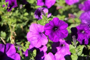 Refresh Your Landscaping with Color