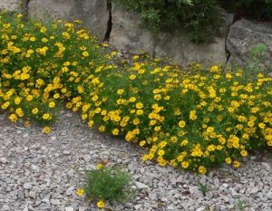 Robust Blooms Tough Enough for Sizzling Florida Summers